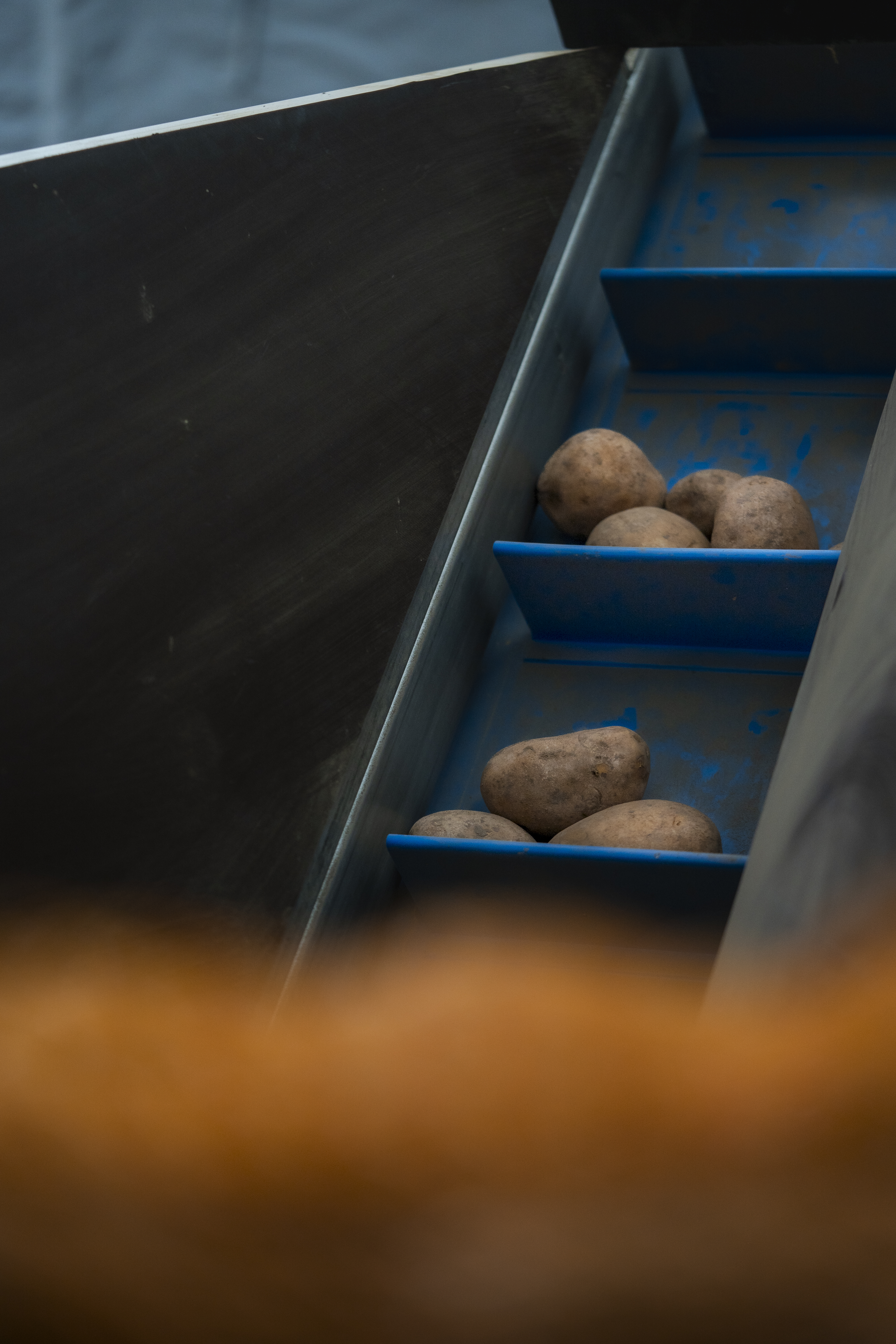 Sortierung der Kartoffeln im BioWerk