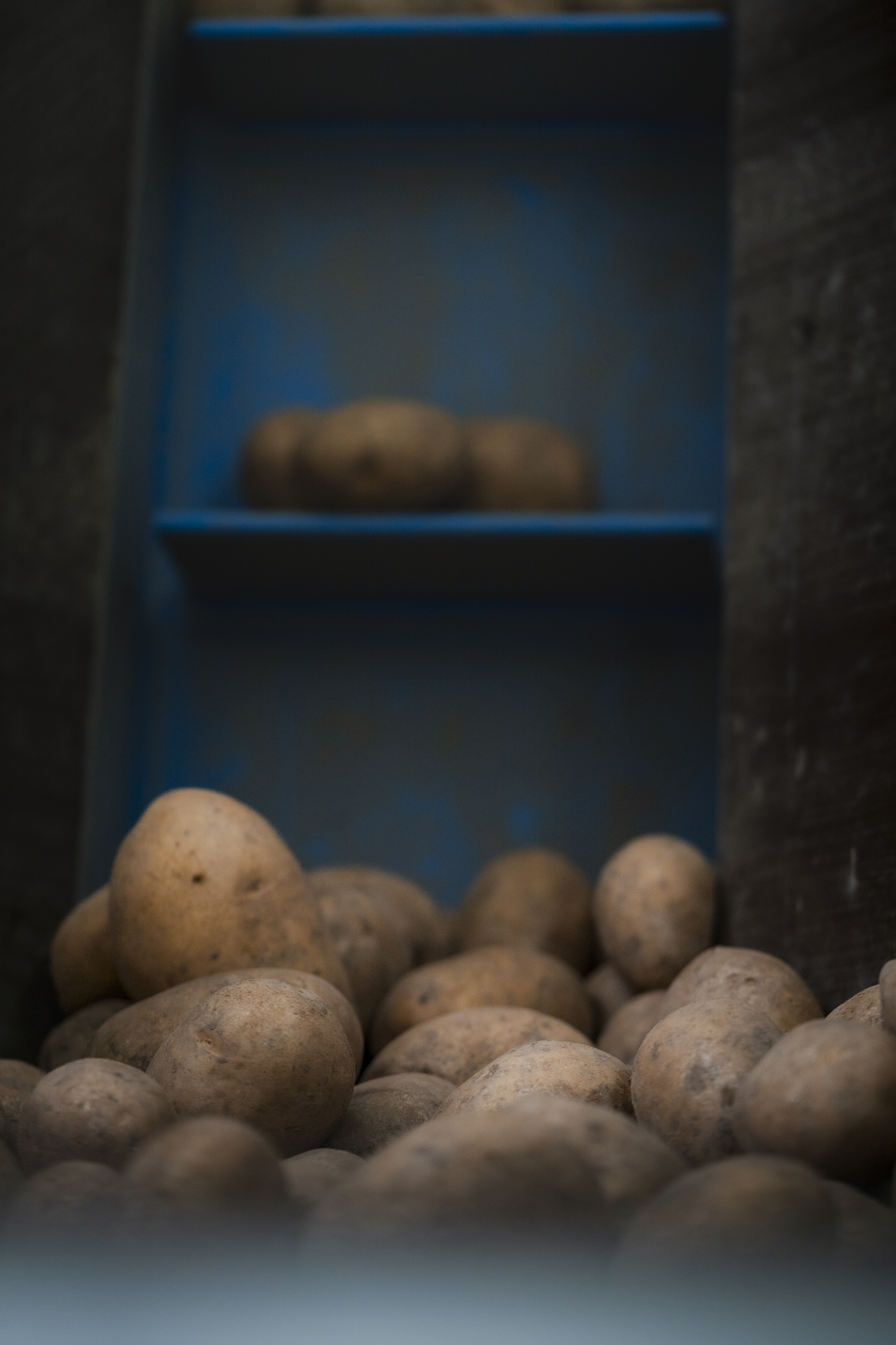 Frisch geerntete Thüringer Kartoffeln